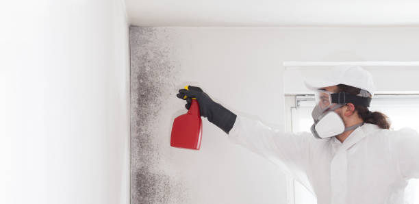 Best Attic Mold Removal  in USA